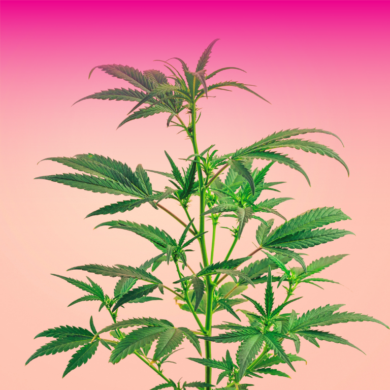 Clearlake Police Raid: Thousands of Cannabis Plants Taken