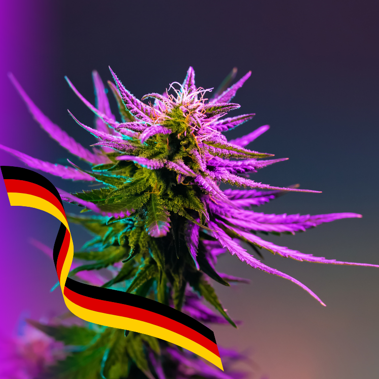Nasdaq Cannabis Firm Focuses on Germany’s Hemp Legislation