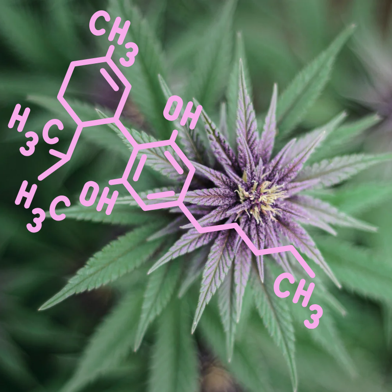 Cannabis Extracts Recalled Over Excessive THC Levels