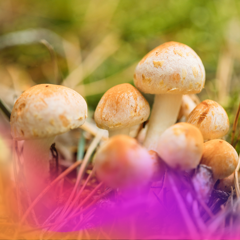 Top Health Official Cites Evidence of Psilocybin's Benefits