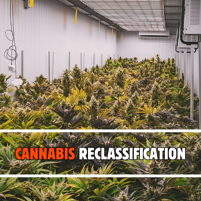 Cannabis Industry Jolted as DEA Pushes Reclassification Hearing to December