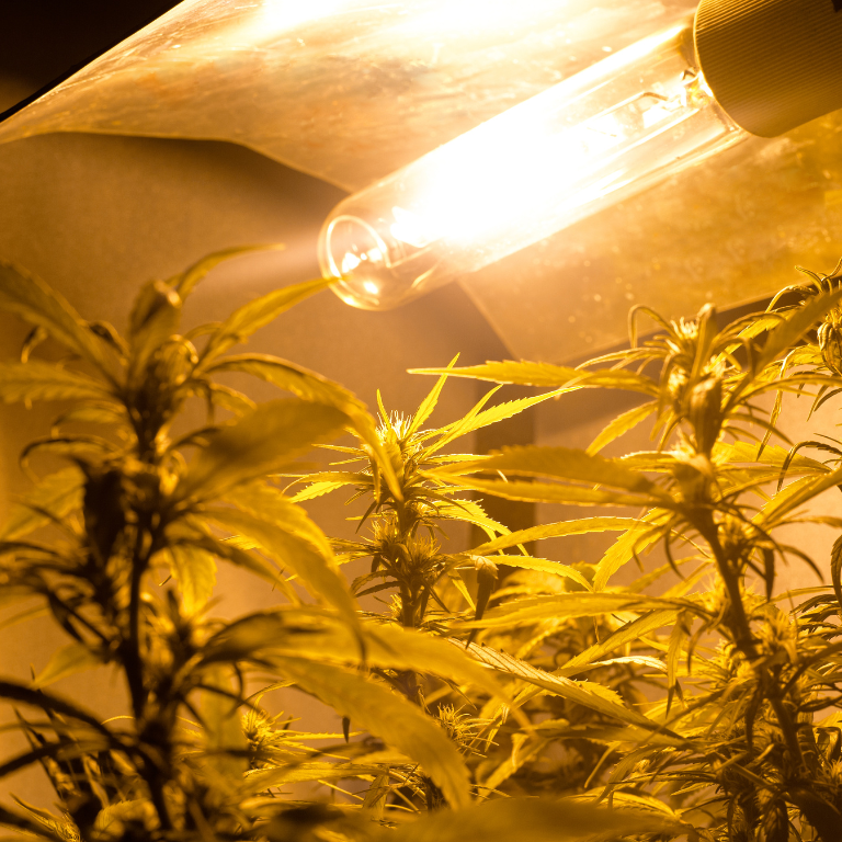 Sustainable Cannabis Cultivation: Boosting Efficiency and Profit