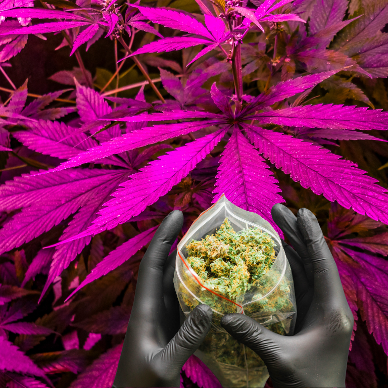 Tired of Budtenders? Meet the Weed Bot That Knows You Best